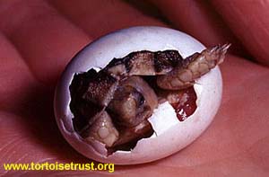 Testudo
                        kleinmanni - Egyptian tortoise