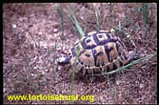 Furculachelys
                        nabeulensis - Tunisian tortoise